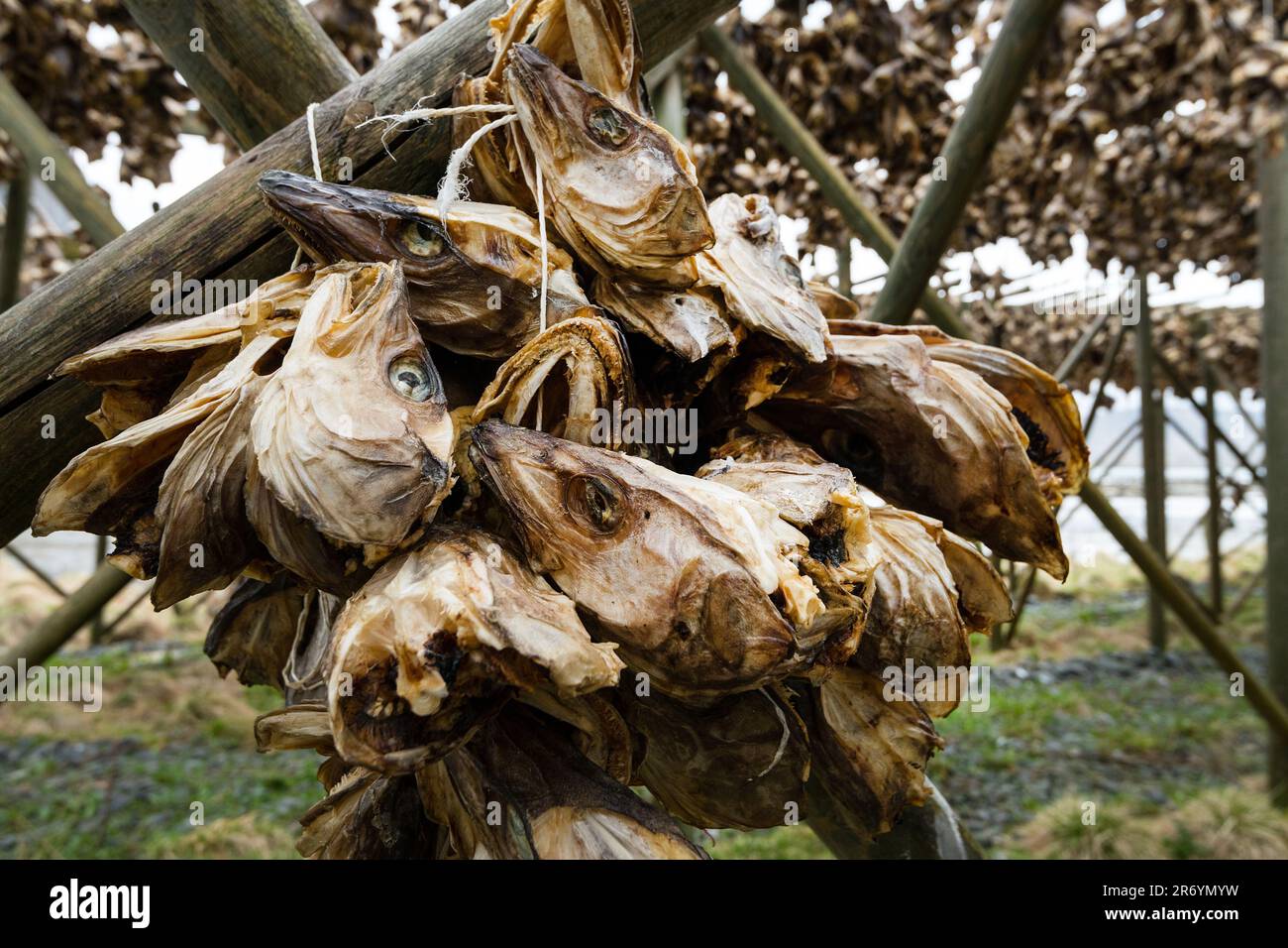 Stockfisch, Reine Lofoten, Norwegen Stock Photo - Alamy