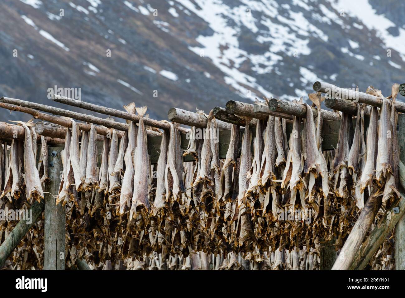Stockfisch, Reine Lofoten, Norwegen Stock Photo - Alamy