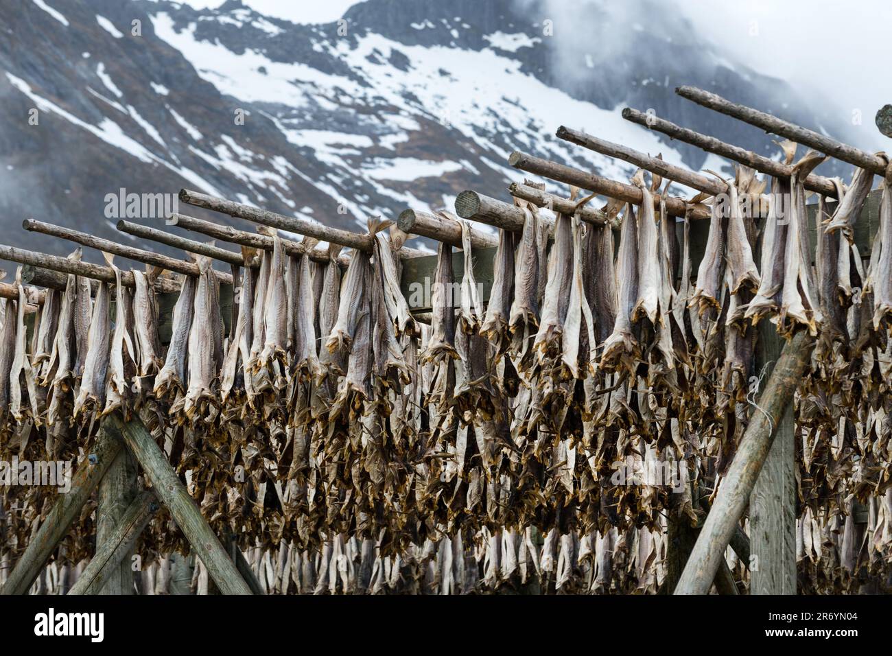 Stockfisch, Reine Lofoten, Norwegen Stock Photo - Alamy