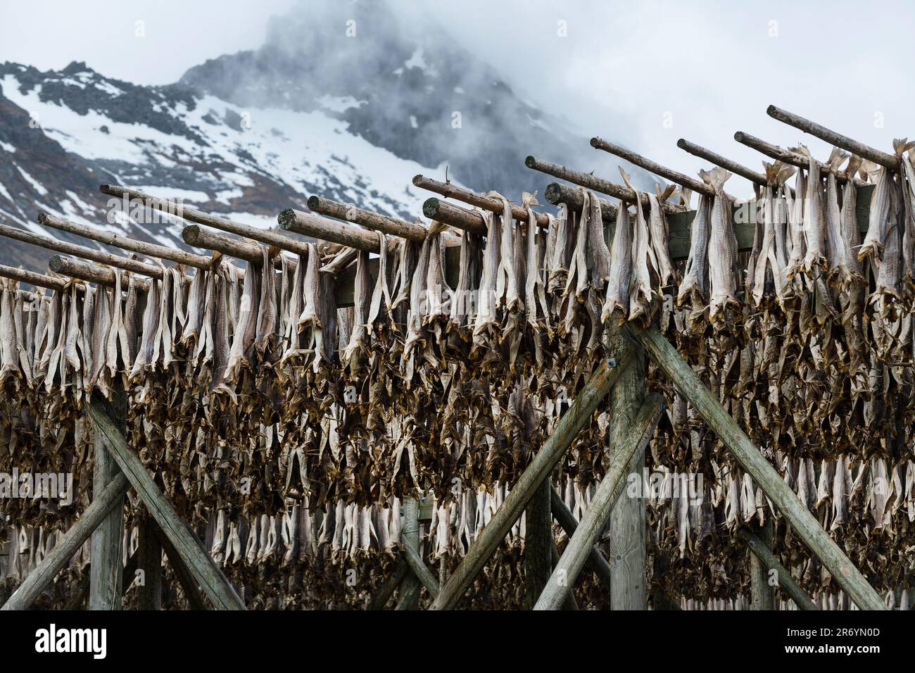 Stockfisch, Reine Lofoten, Norwegen Stock Photo - Alamy