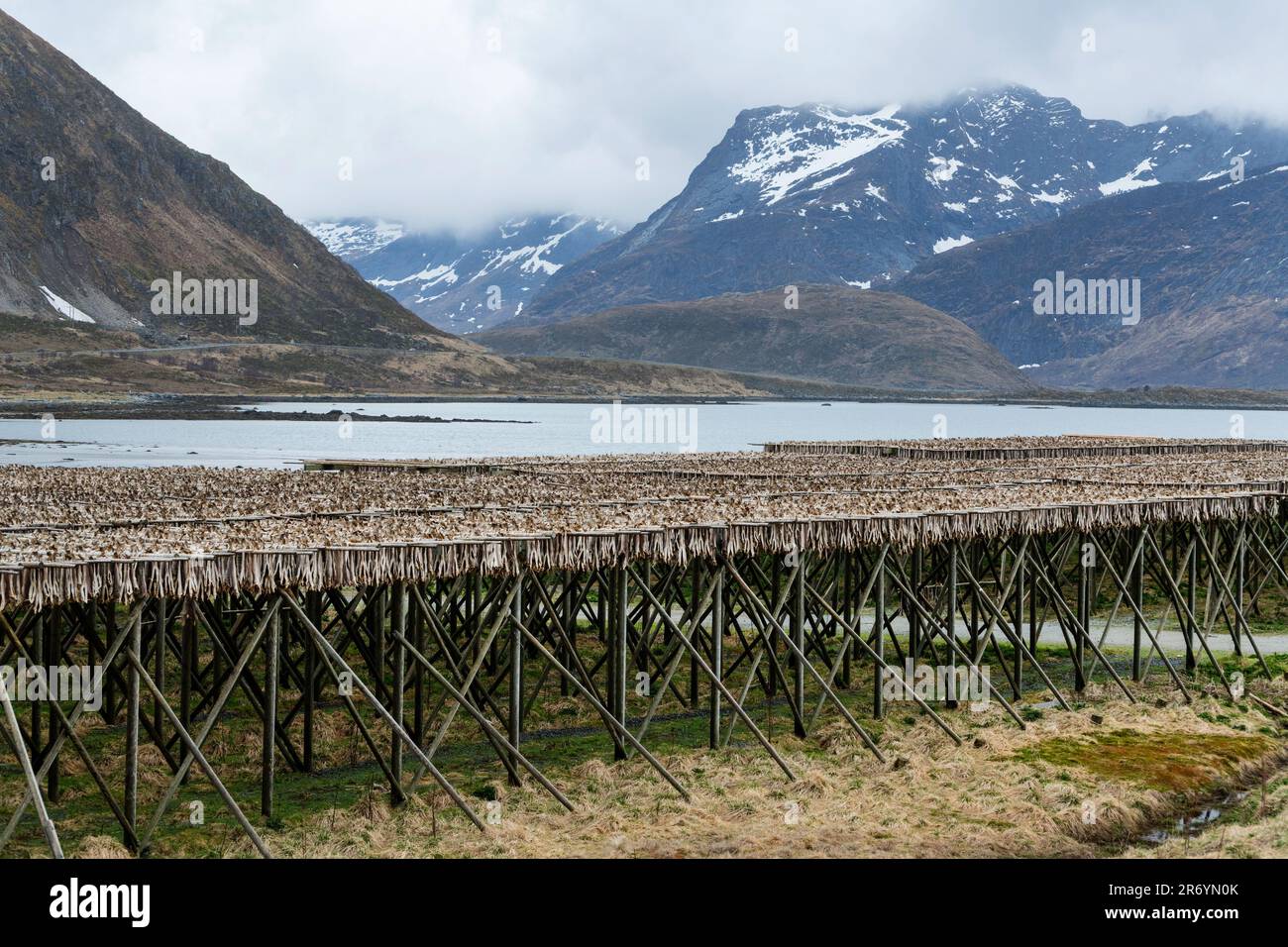 Stockfisch, Reine Lofoten, Norwegen Stock Photo - Alamy