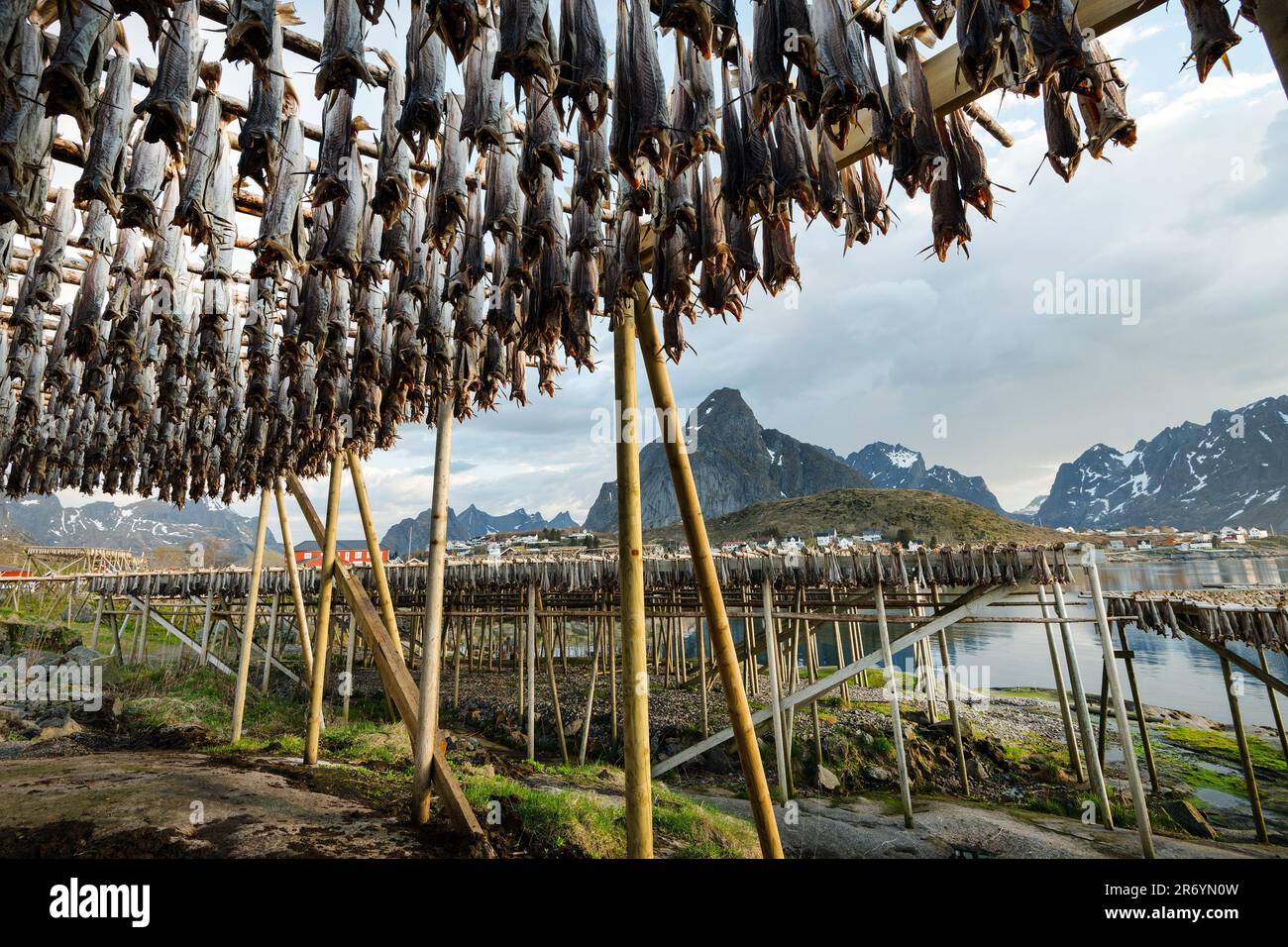 Stockfisch, Reine Lofoten, Norwegen Stock Photo - Alamy