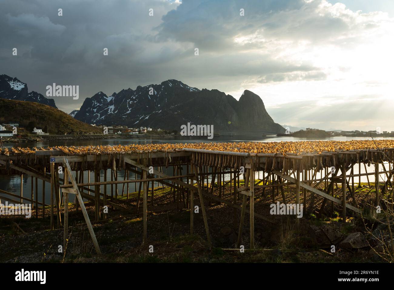 Stockfisch, Reine Lofoten, Norwegen Stock Photo - Alamy