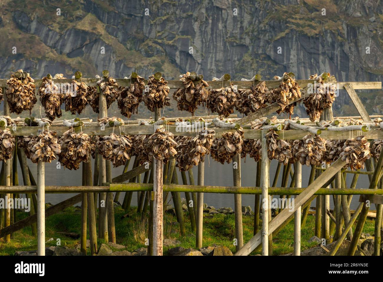 Stockfisch, Reine Lofoten, Norwegen Stock Photo - Alamy
