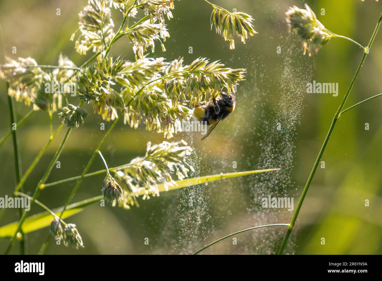 UK wildlife - 12 June 2023 - High pollen count on a hot summer's morning with bees dispersing pollen through the grasses, Burley-in-Wharfedale, Ilkley, West Yorkshire, England, UK.  Credit: Rebecca Cole/Alamy Live News Stock Photo