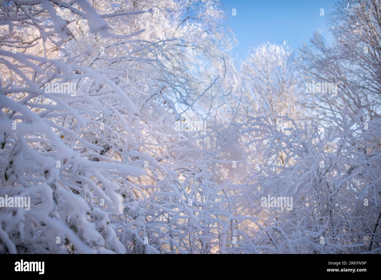 Snowy and sunny forest in winter Stock Photo