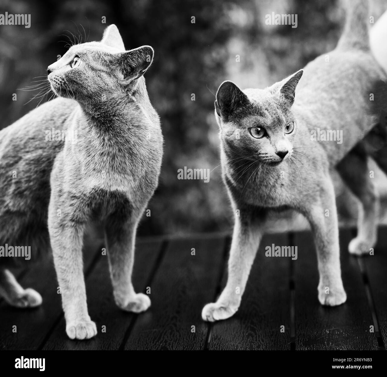 Cute blue cat sitting and laying relaxing on the table in garden Stock