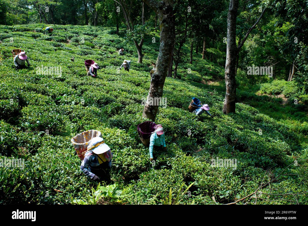 Tea Pluckers in Darjeeling Stock Photo