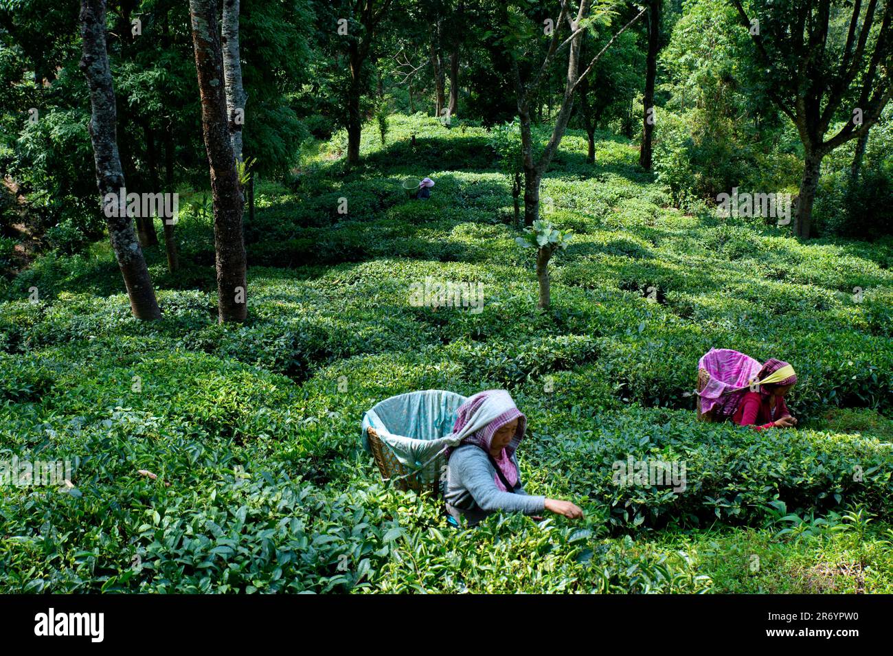 Tea Pluckers in Darjeeling Stock Photo