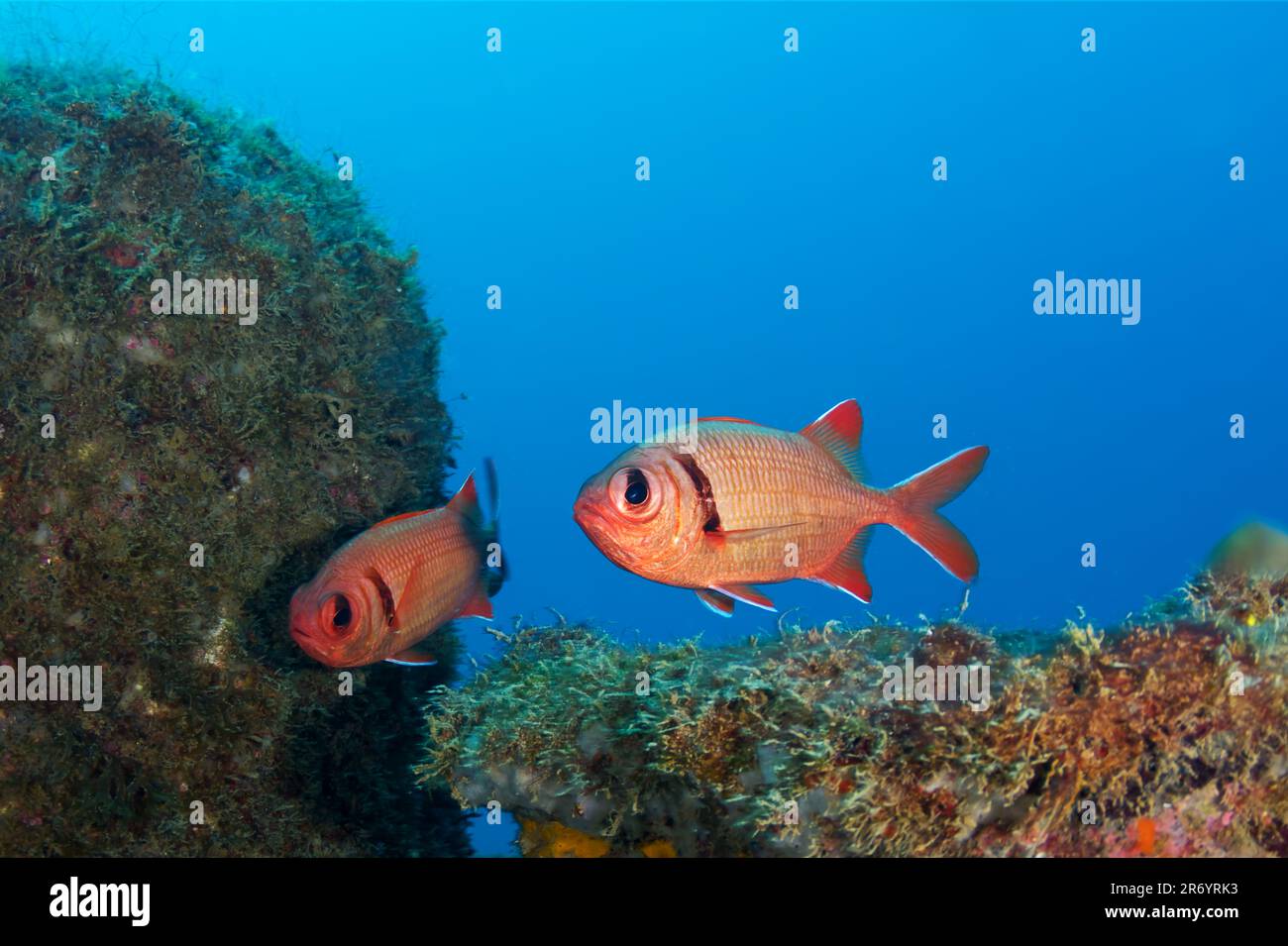 Two Epaulette soldierfish (Myripristis kuntee) leisurely swimming by an algae-covered rock. Stock Photo