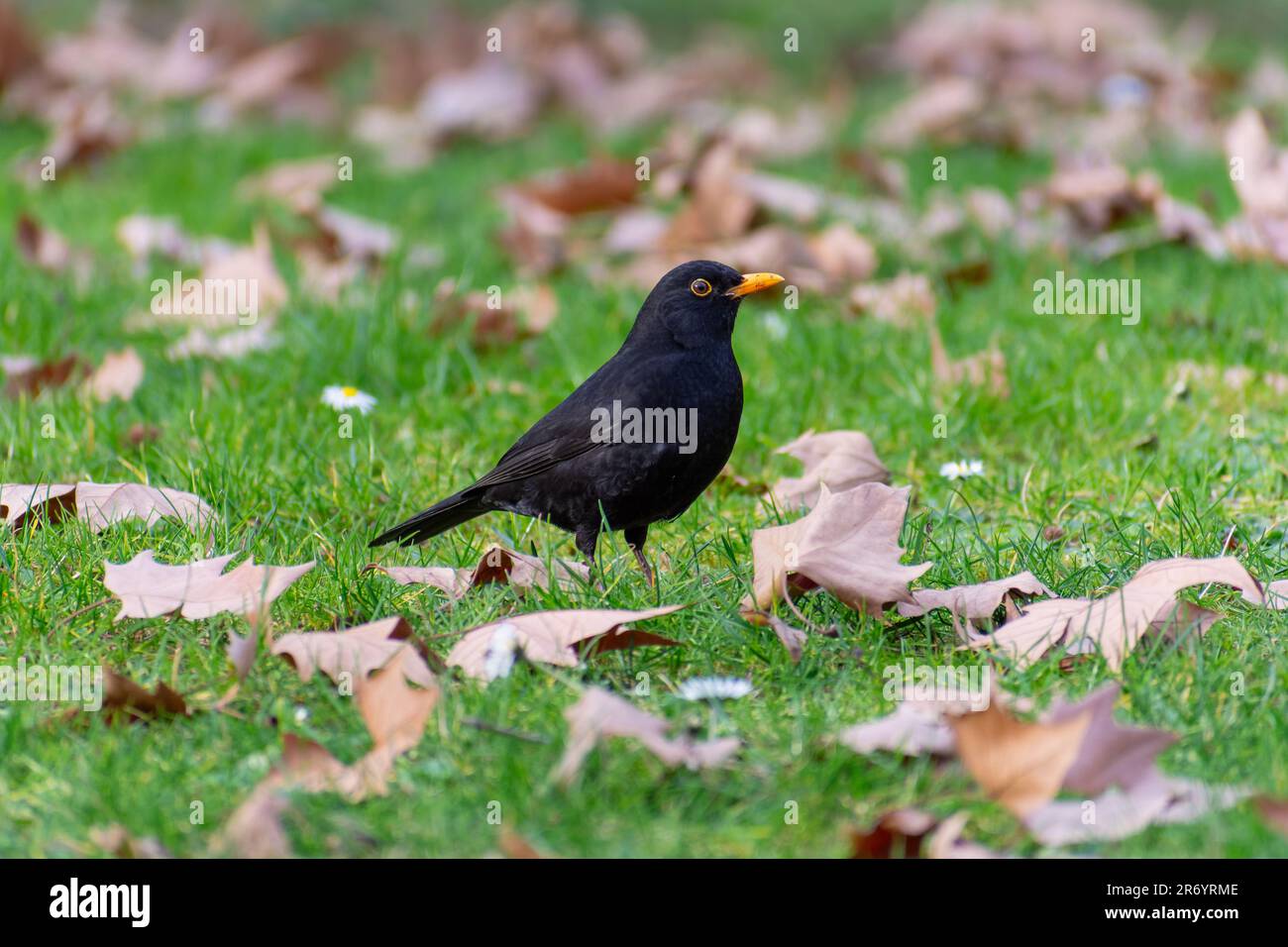 Male blackbird on the grass Stock Photo