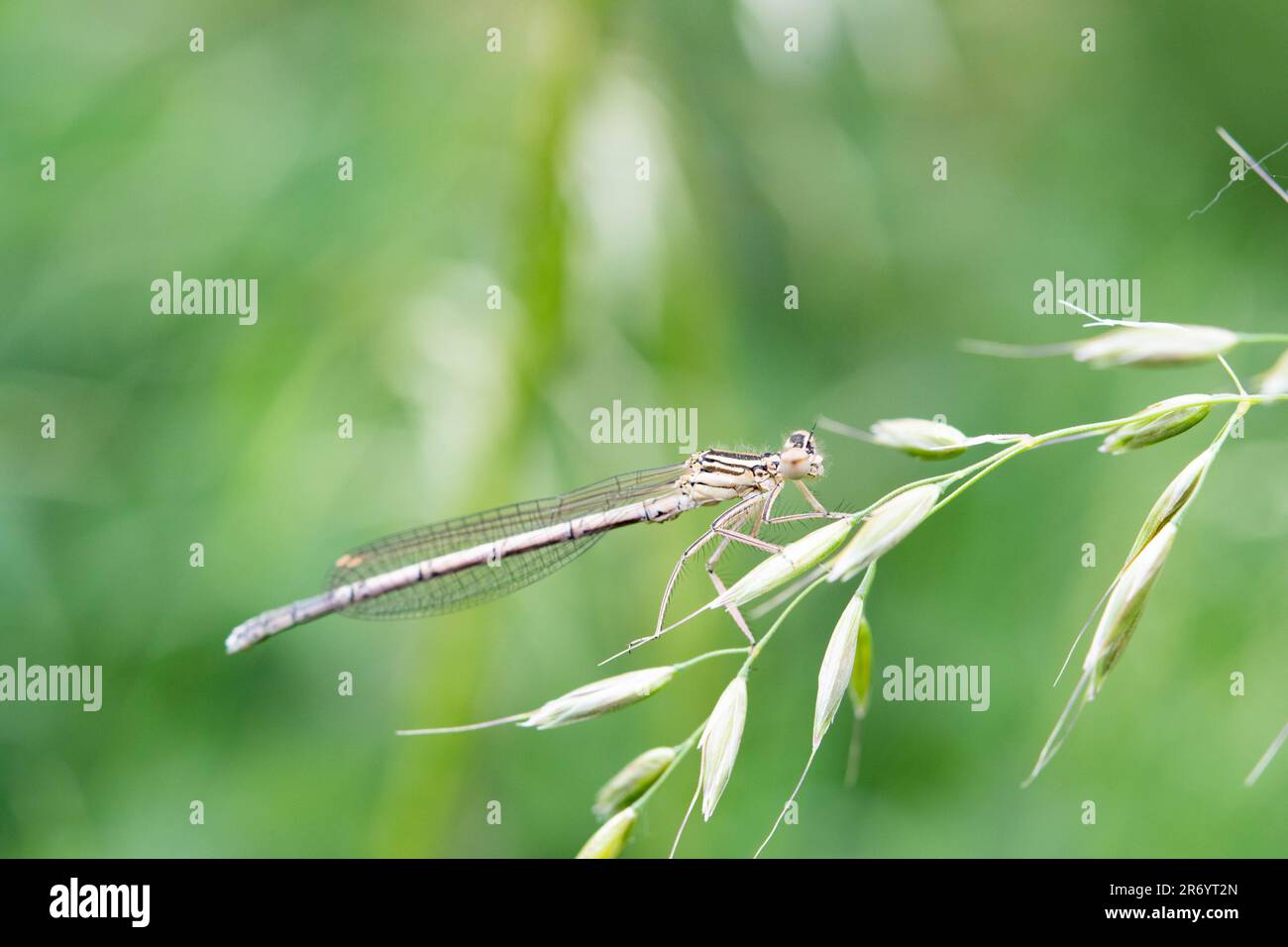 white legged damselfly on a piece of grass Stock Photo - Alamy