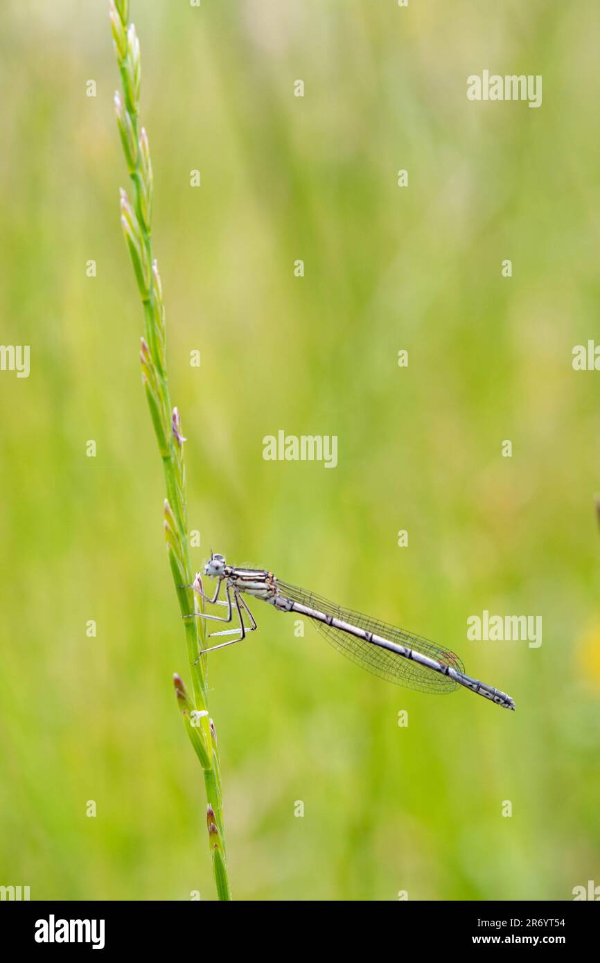 white legged damselfly on a piece of grass Stock Photo - Alamy