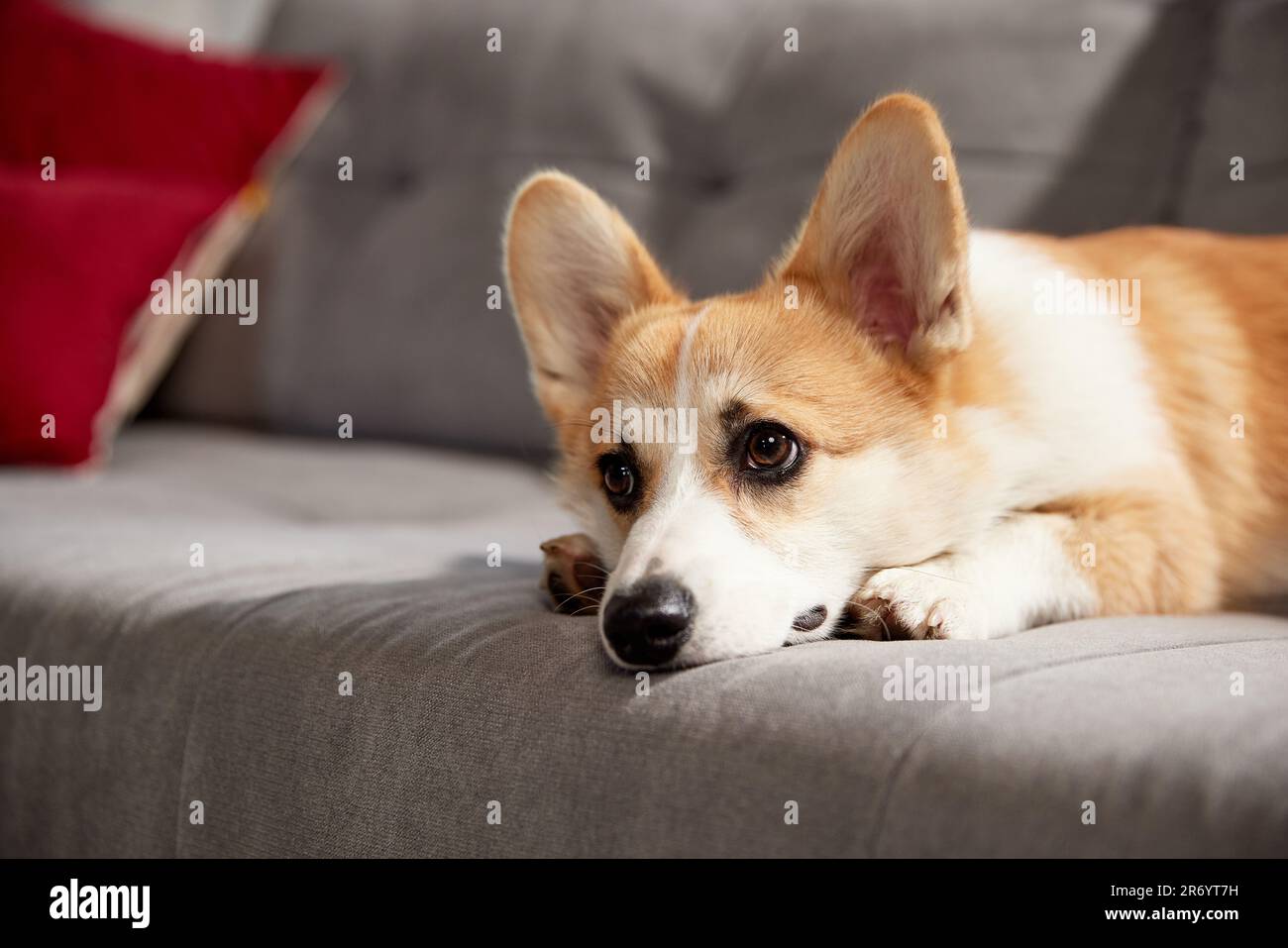 Corgi muzzle sales