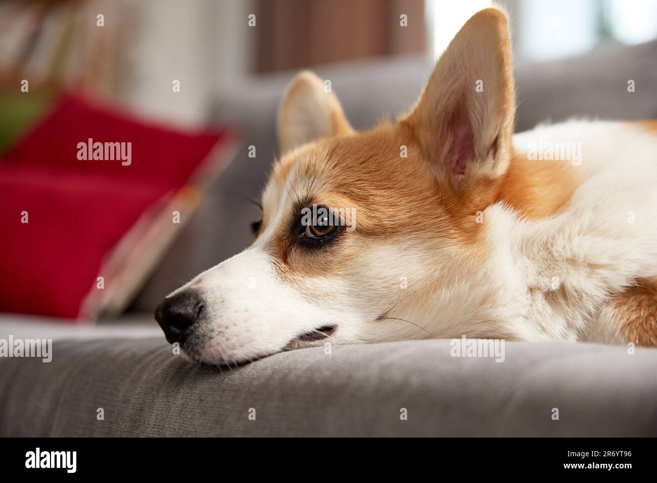 Corgi muzzle top