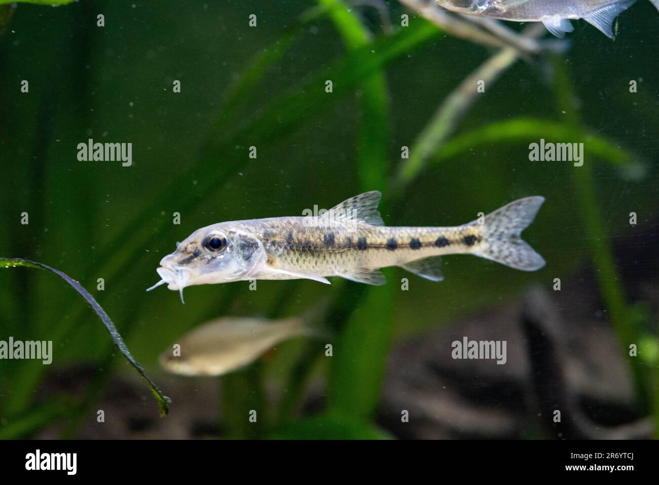 gudgeon in a shoal of fish Stock Photo