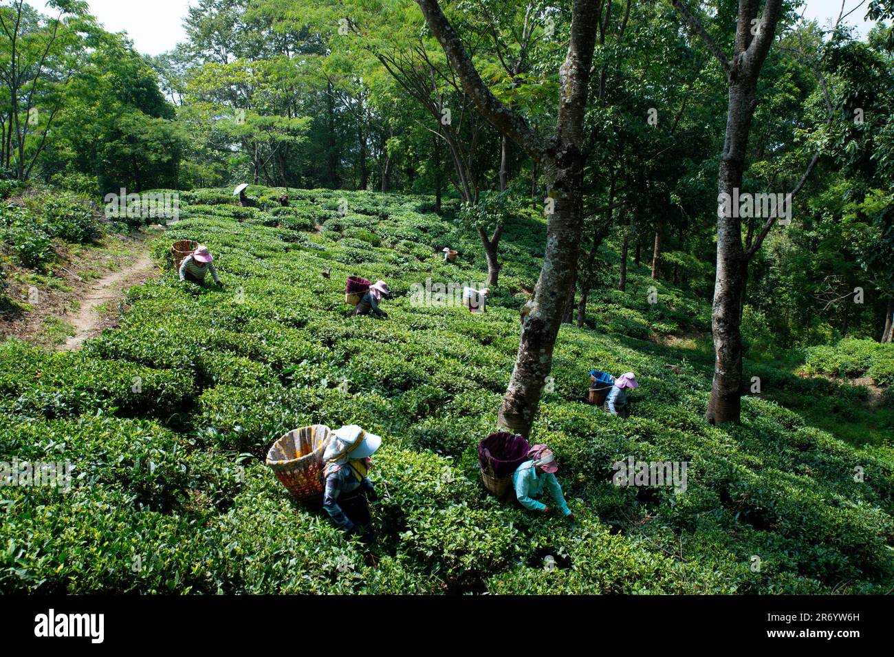 Tea Plucking in Darjeeling Stock Photo