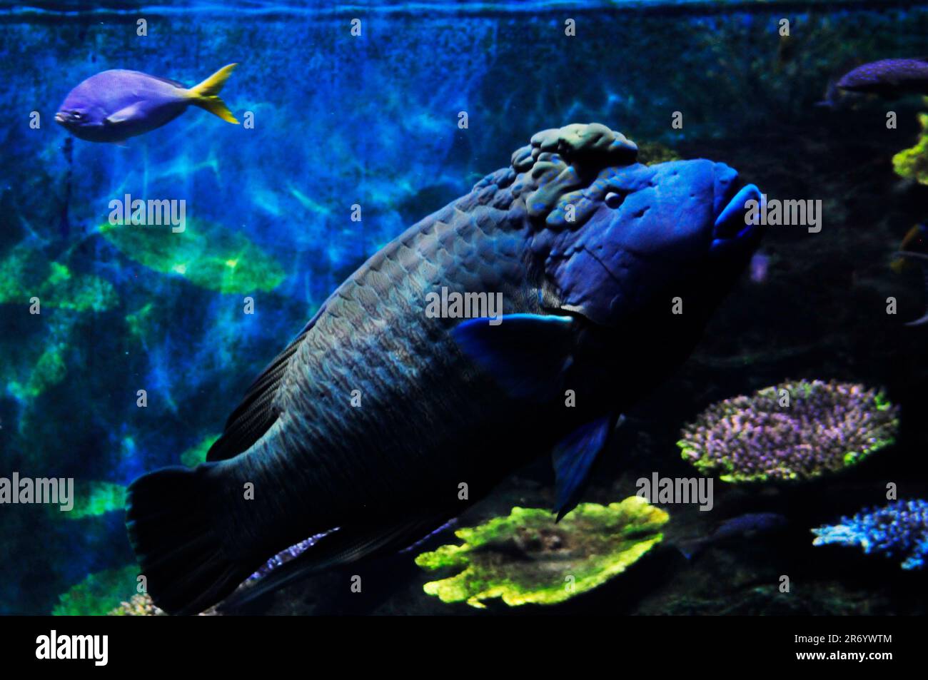 Humphead wrasse fish in the Sea Life Ocean world in Bangkok, Thailand. Stock Photo