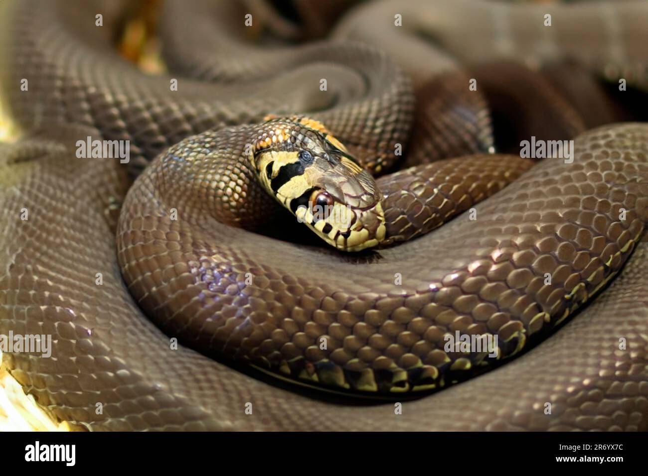 Snake. Ringed snake. Water Snake. Snake. Reptile. Reptilian. Snake in ...