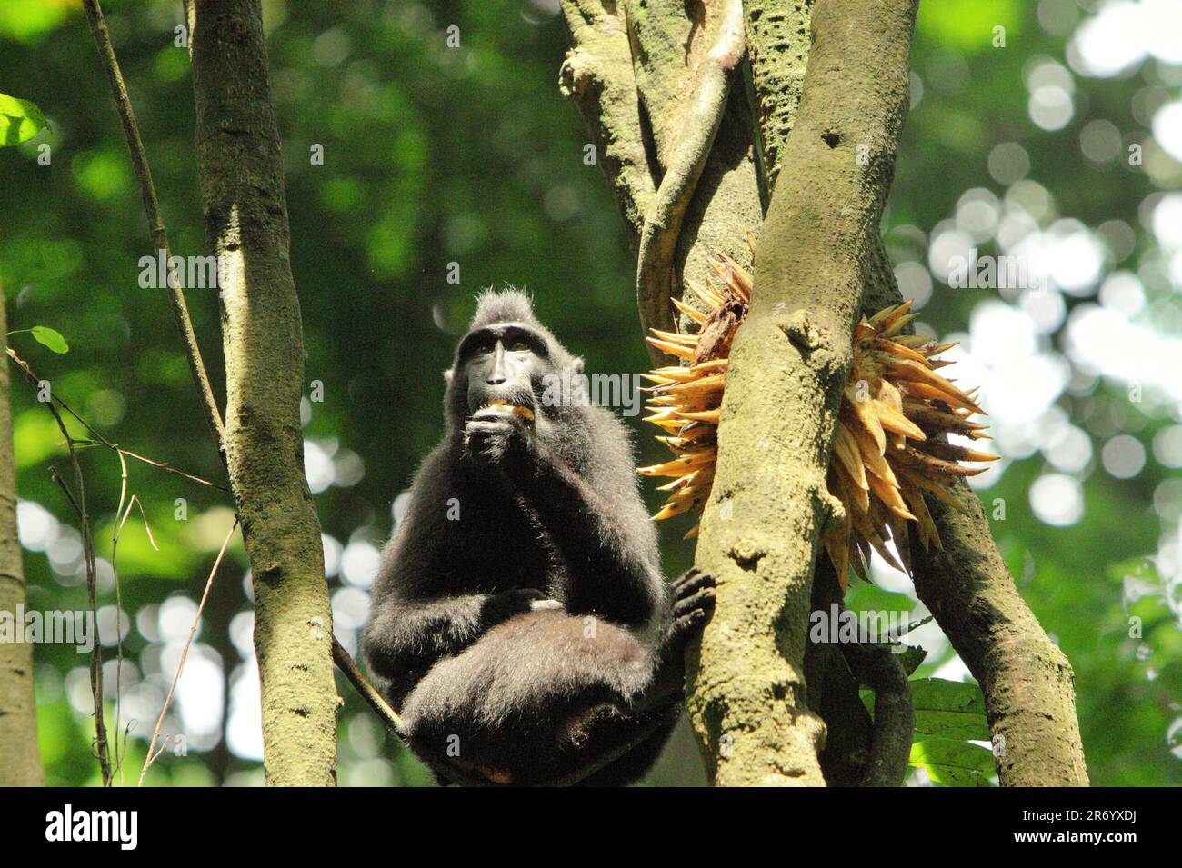 Portrait of a Sulawesi black crested macaque (Macaca nigra), as it is feeding on liana fruit while sitting on the woody vine in Tangkoko Nature Reserve, North Sulawesi, Indonesia. Since at least 1997, scientists have been examining the possible impacts of climate change to primates of the world, with results that it is suspectedly changing their behaviors, activities, reproductive cycles and food availability. Without the warming temperature, primates have already suffered from the escalating anthropogenic pressures, causing up to 93% species to have declining population. Stock Photo