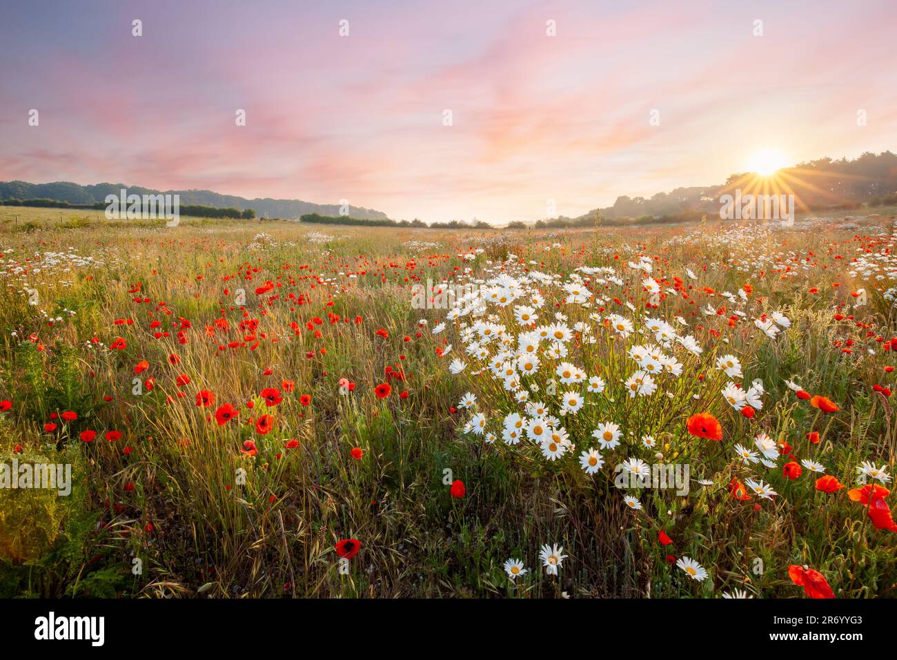 Wild flowers in a meadow with pink sky sunrise. Oxeye daisies and red poppies natural landscape in Norfolk England Stock Photo