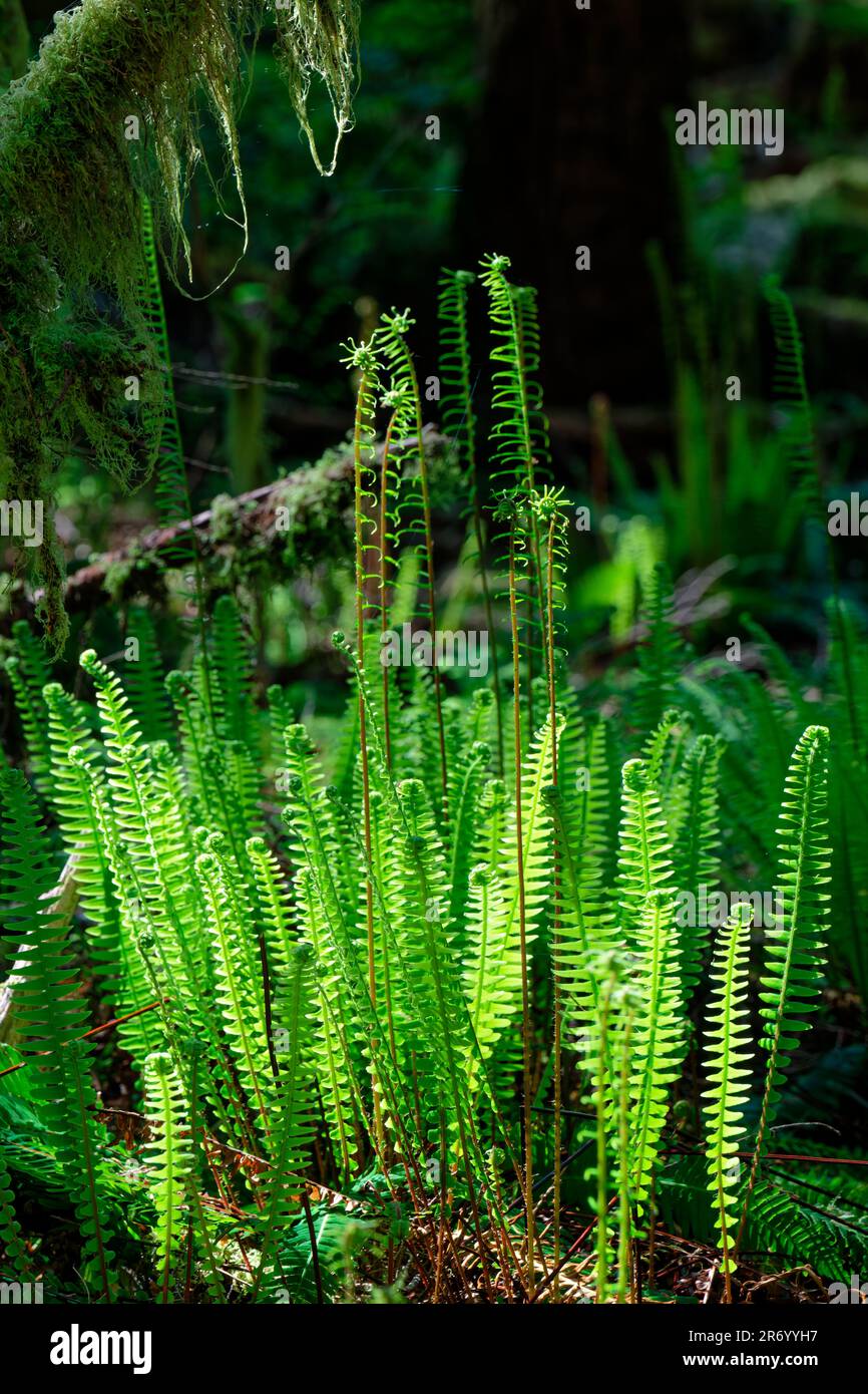 The ferns in an old-growth forest, Port Renfrew, BC, Canada Stock Photo ...