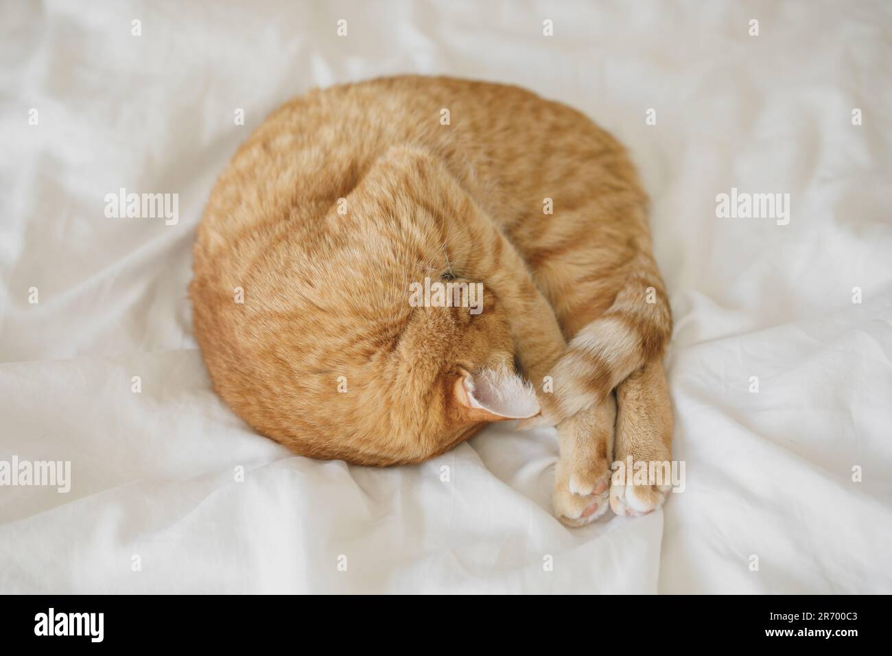 Curled up ginger cat peacefully slumbering on a pristine white bedsheet, with its nose adorably tucked away Stock Photo