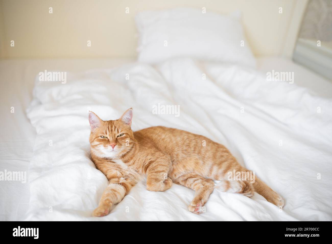 Ginger cat lies on white bedsheet and looking at camera Stock Photo