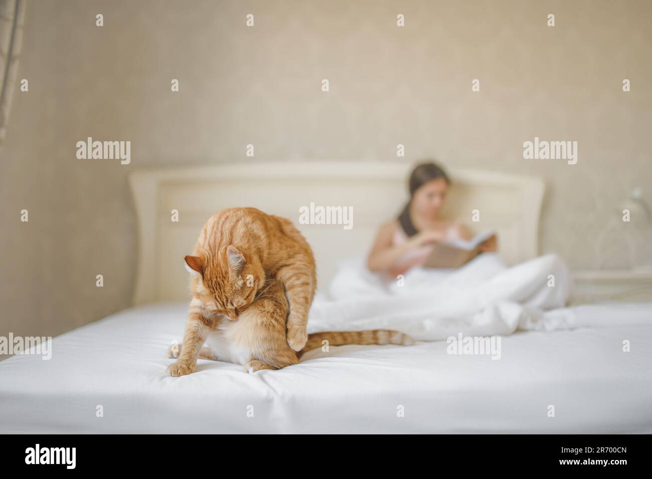 Ginger cat grooming itself on a pristine white bed alongside a woman Stock Photo
