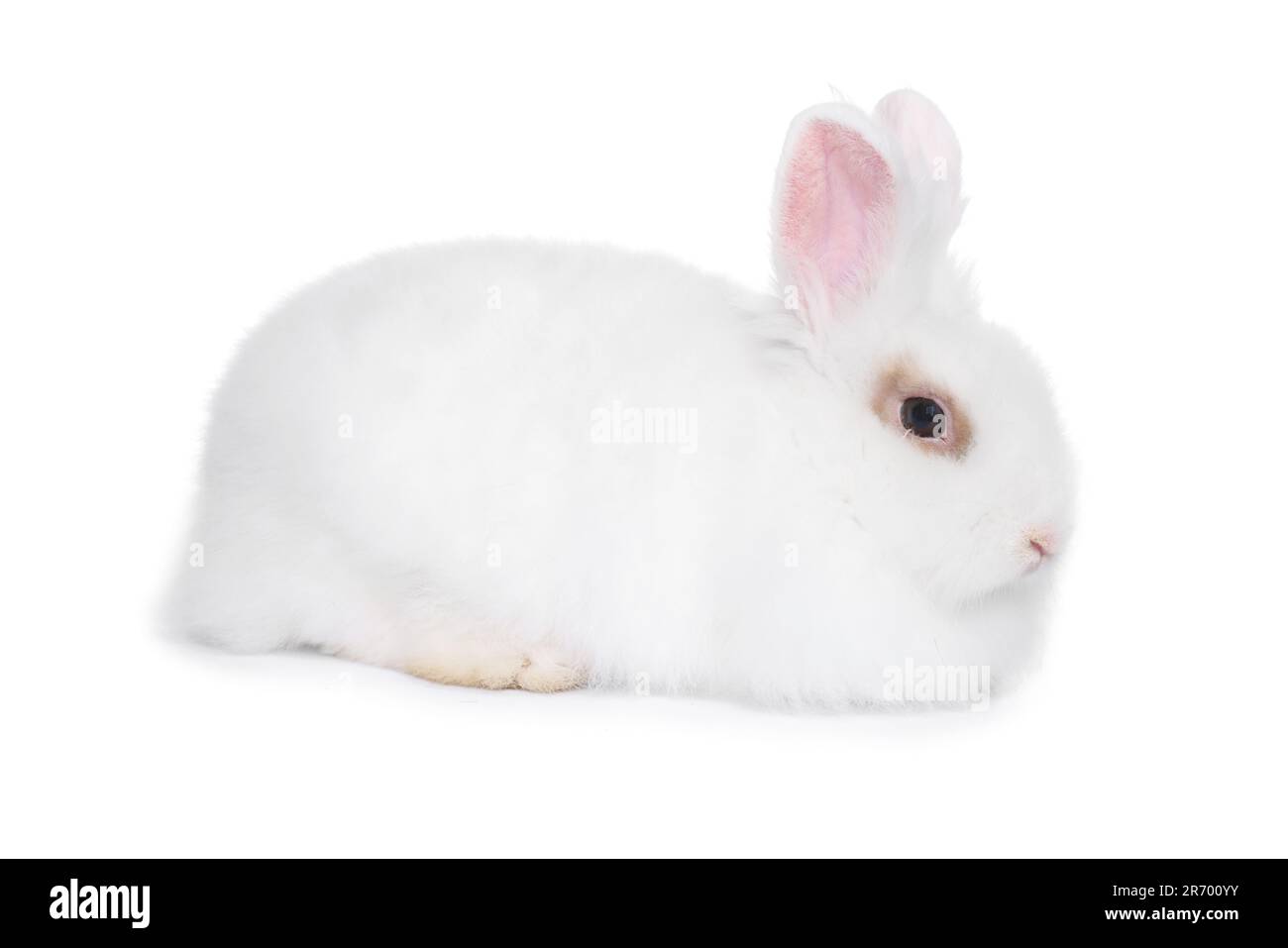 Fluffy rabbit on white background. Cute pet Stock Photo - Alamy