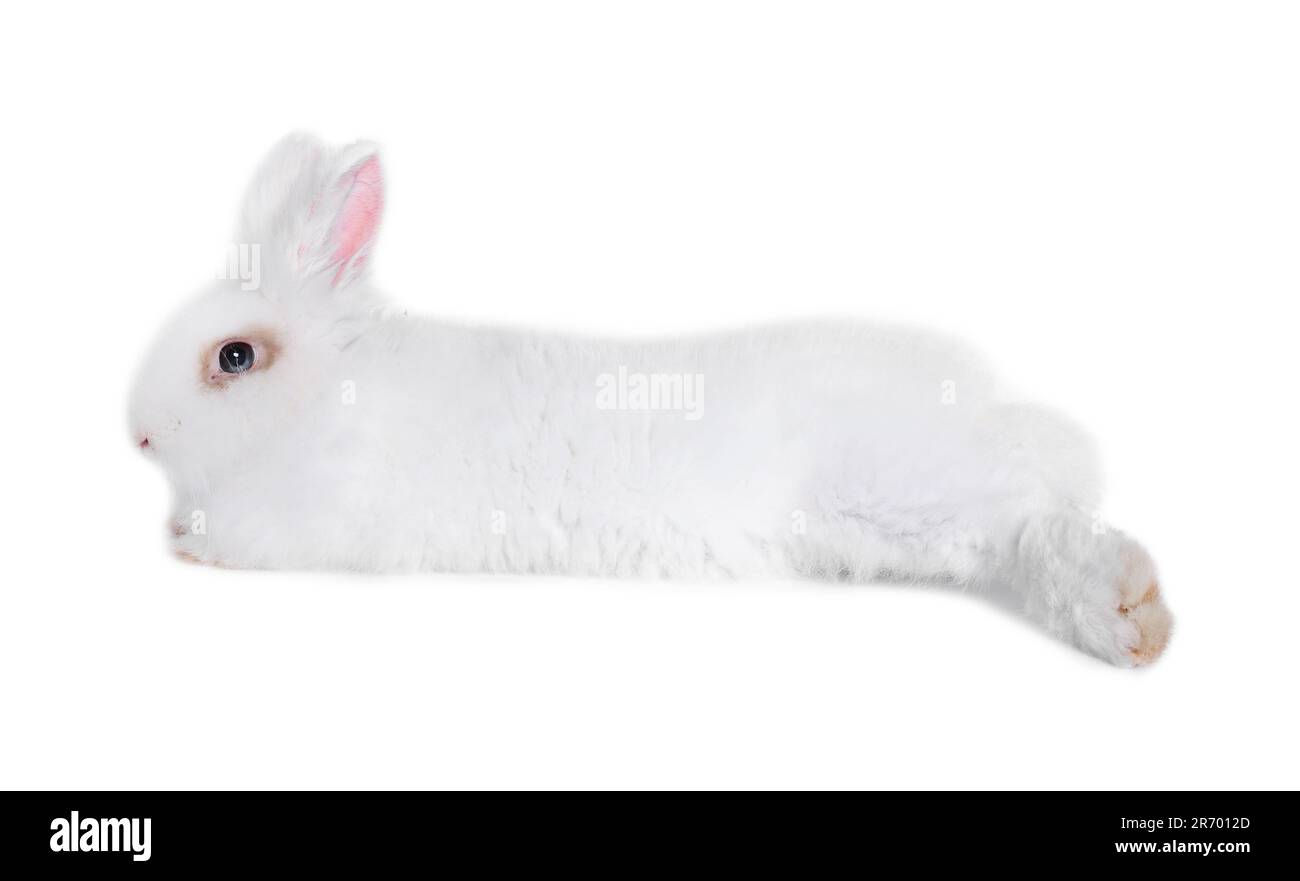 Fluffy rabbit on white background. Cute pet Stock Photo - Alamy