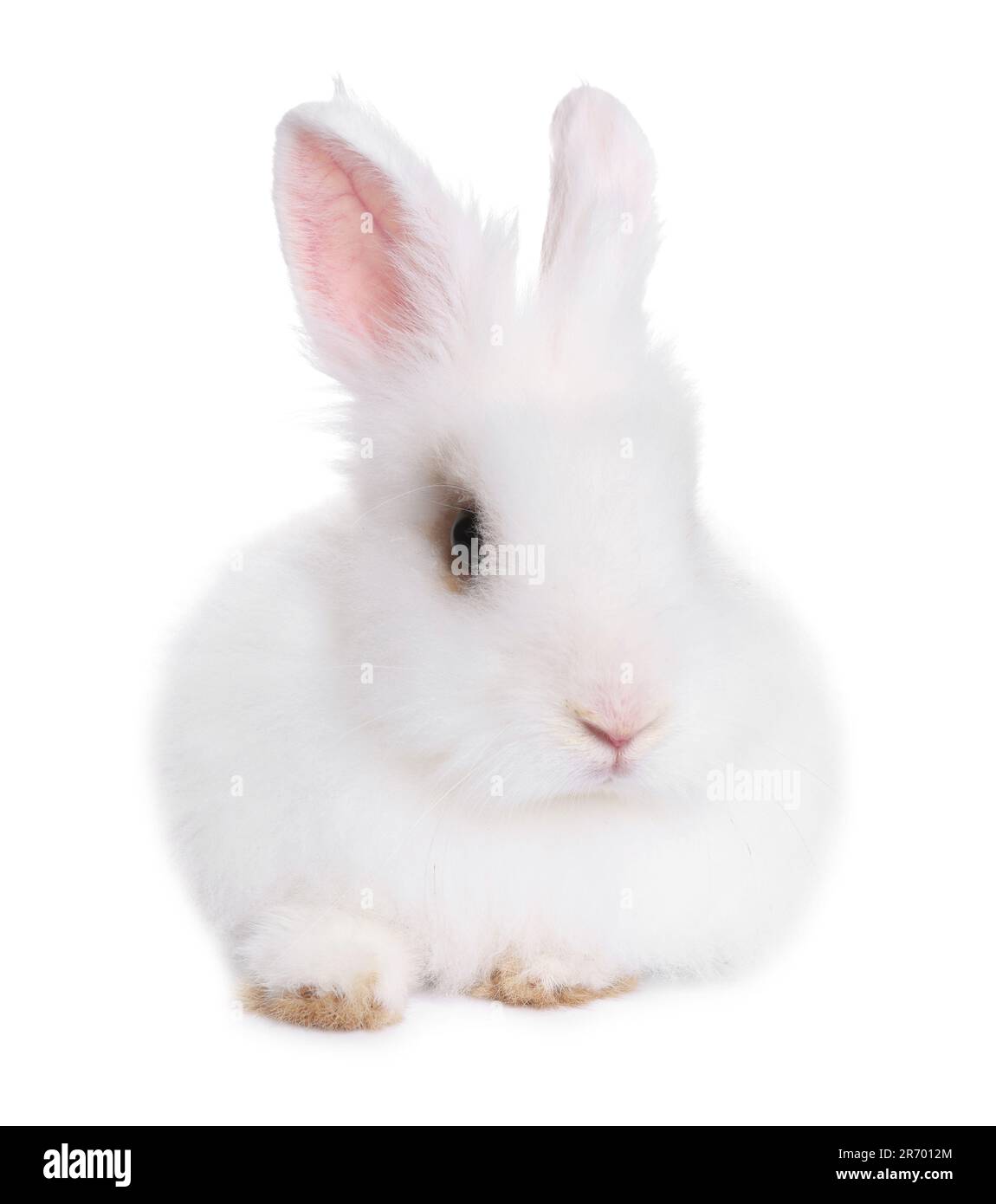 Fluffy rabbit on white background. Cute pet Stock Photo - Alamy