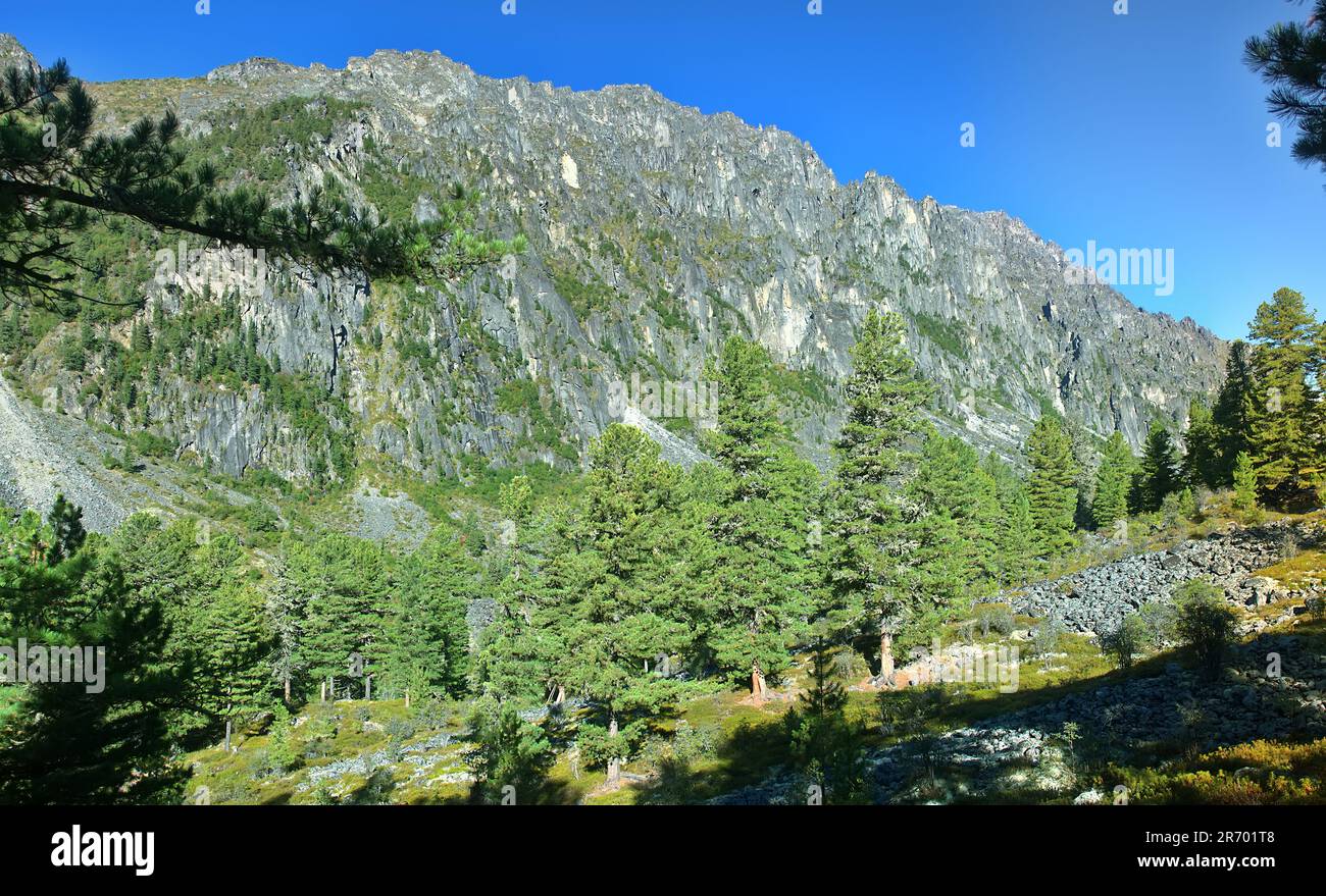 God's country. Cembretum old growth during the ripening period of pine 'nuts', cedar woodland in the glacier valley. Siberian stone pine (Pinus sibiri Stock Photo