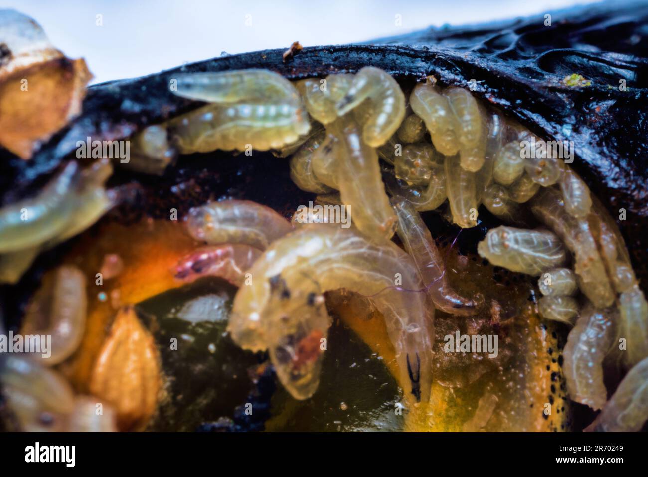 Eggs and fly larvae (pinkie) in fish eye. Larva uses pus or decomposing tissues as food; at same time, healthy cells are destroyed. Parasitic diseases Stock Photo