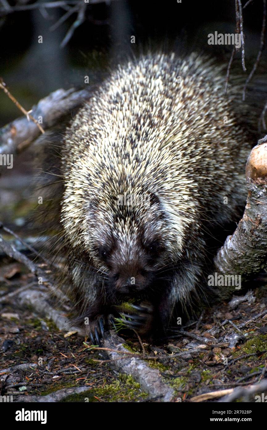 A close up view looking into the face of a common porcupine, Etherizon dorsatum, in Banff NP, Alberta Canada on 7/22/2010 Stock Photo