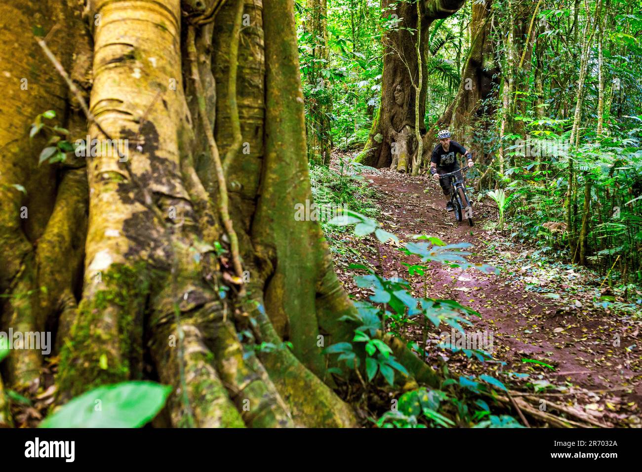 Mountain Biker Riding In Forest Trail Of Bali, Indonesia Stock Photo ...