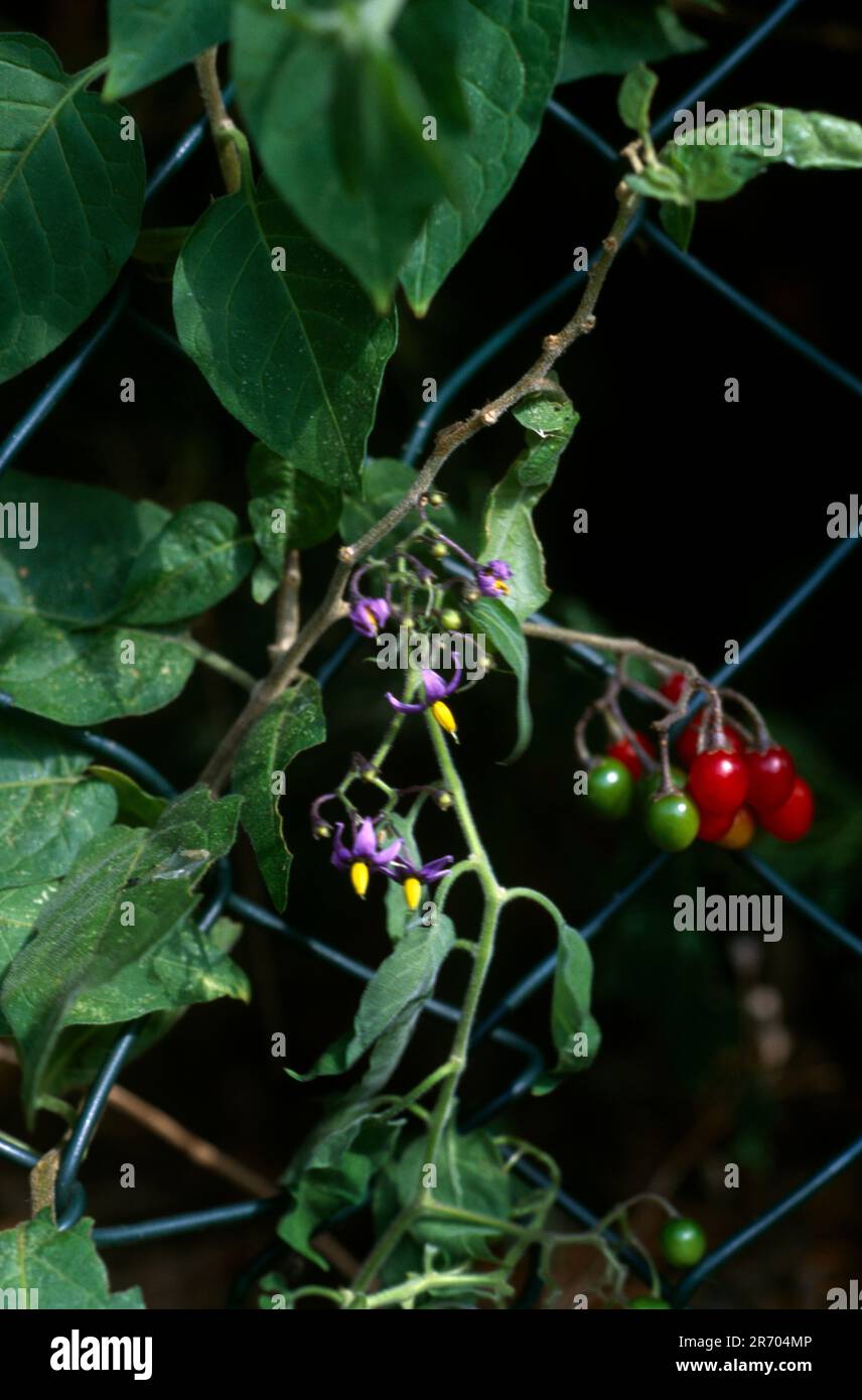 Red Berries of Woody Nightshade (Solanum Dulcamara) in the same family