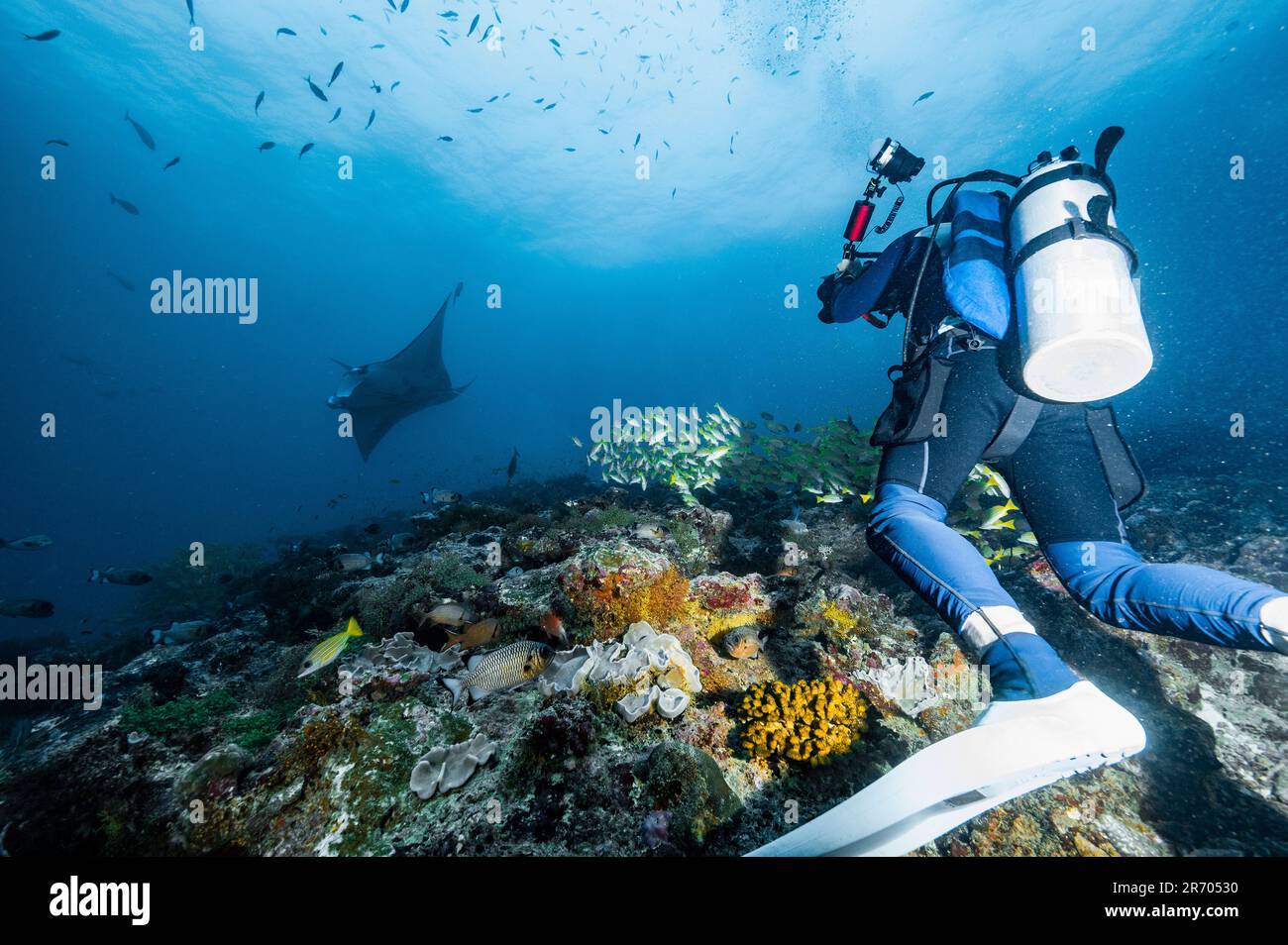 diver taking picture of manta ray in the Maldives Stock Photo