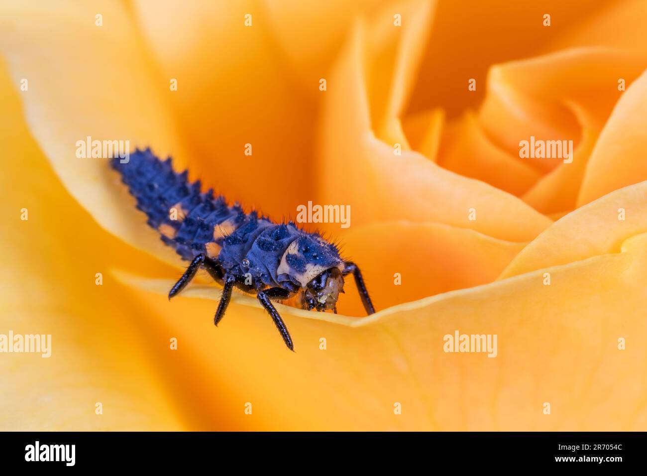 A 7-spot ladybird larva on a yellow rose flower Stock Photo