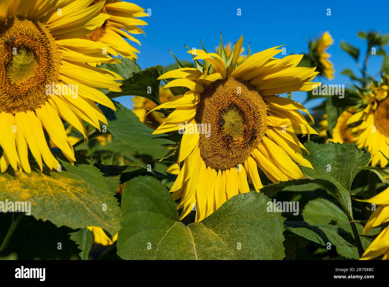 Beautiful blooming yellow sunflowers in the summer, sunflowers are