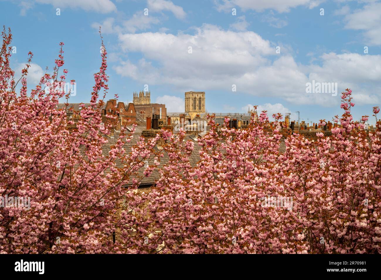 Elevated shot of cherry trees bearing pink blossom with York Minster in the distance. Seen against a blue sky on a sunny spring day in York. UK Stock Photo