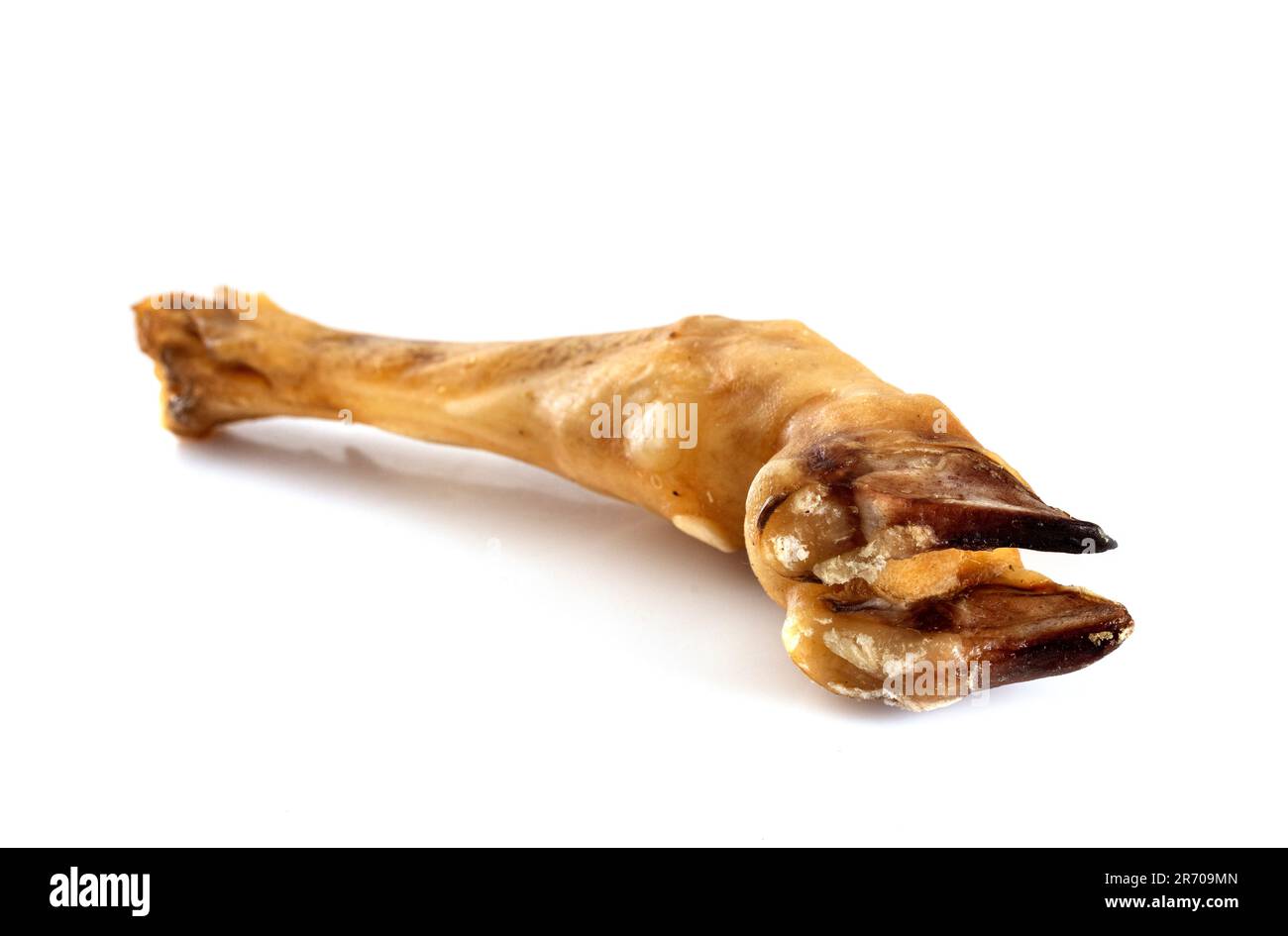 drying gnaw in front of white background Stock Photo