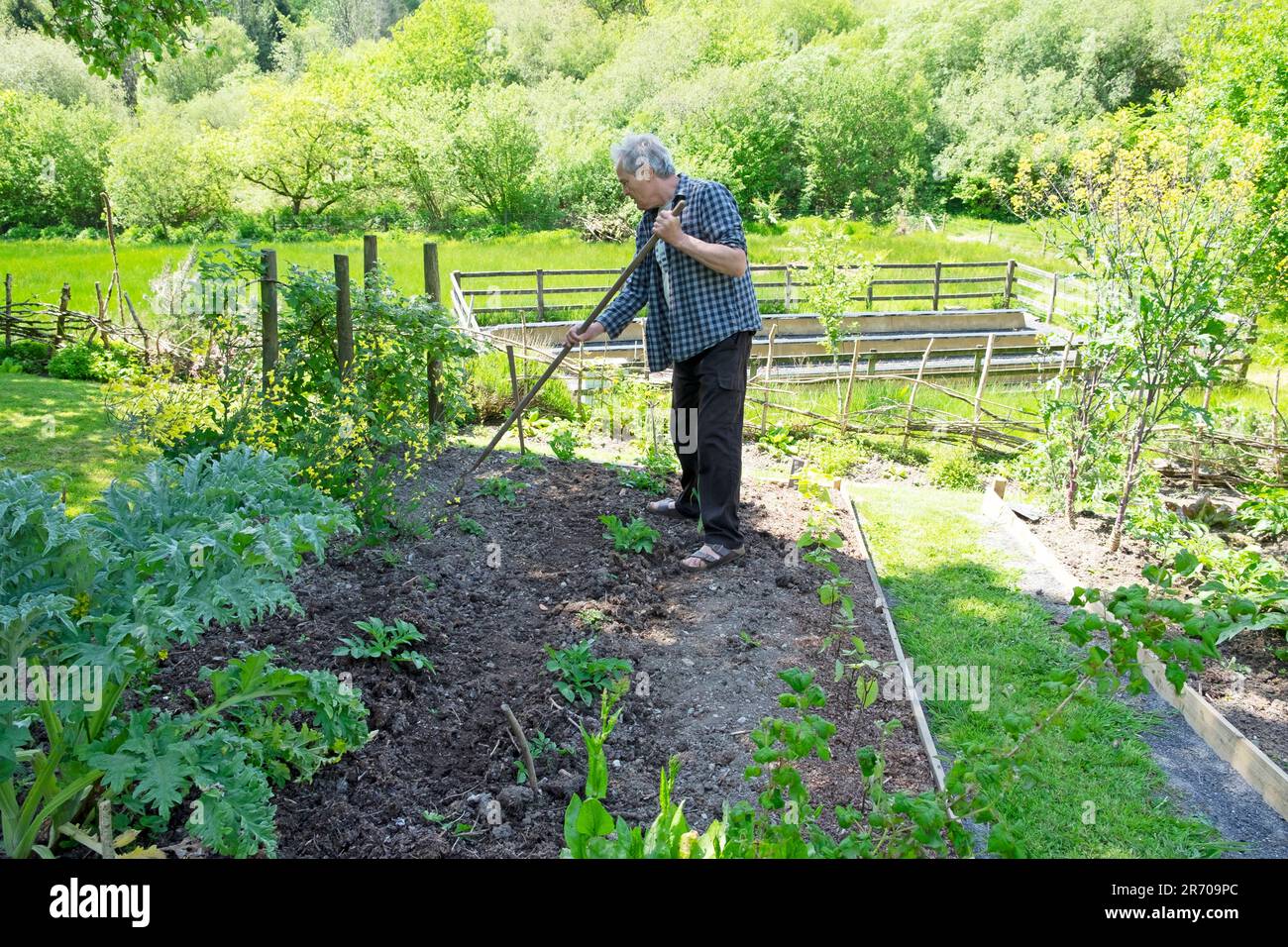 Earthing up potatoes hires stock photography and images Alamy