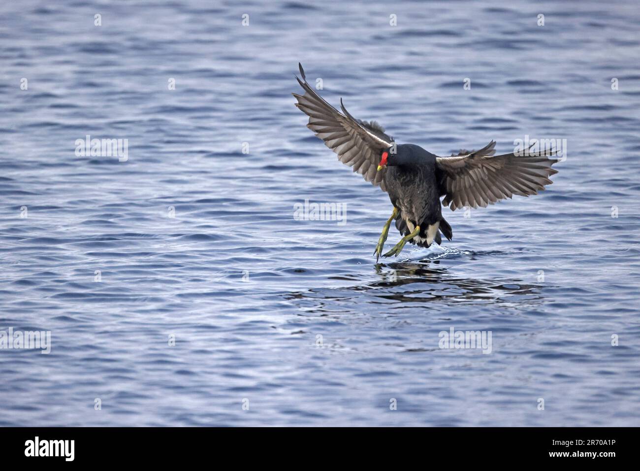 Moorhen in flight on Skokholm Island Pembrokeshire Wales Stock Photo