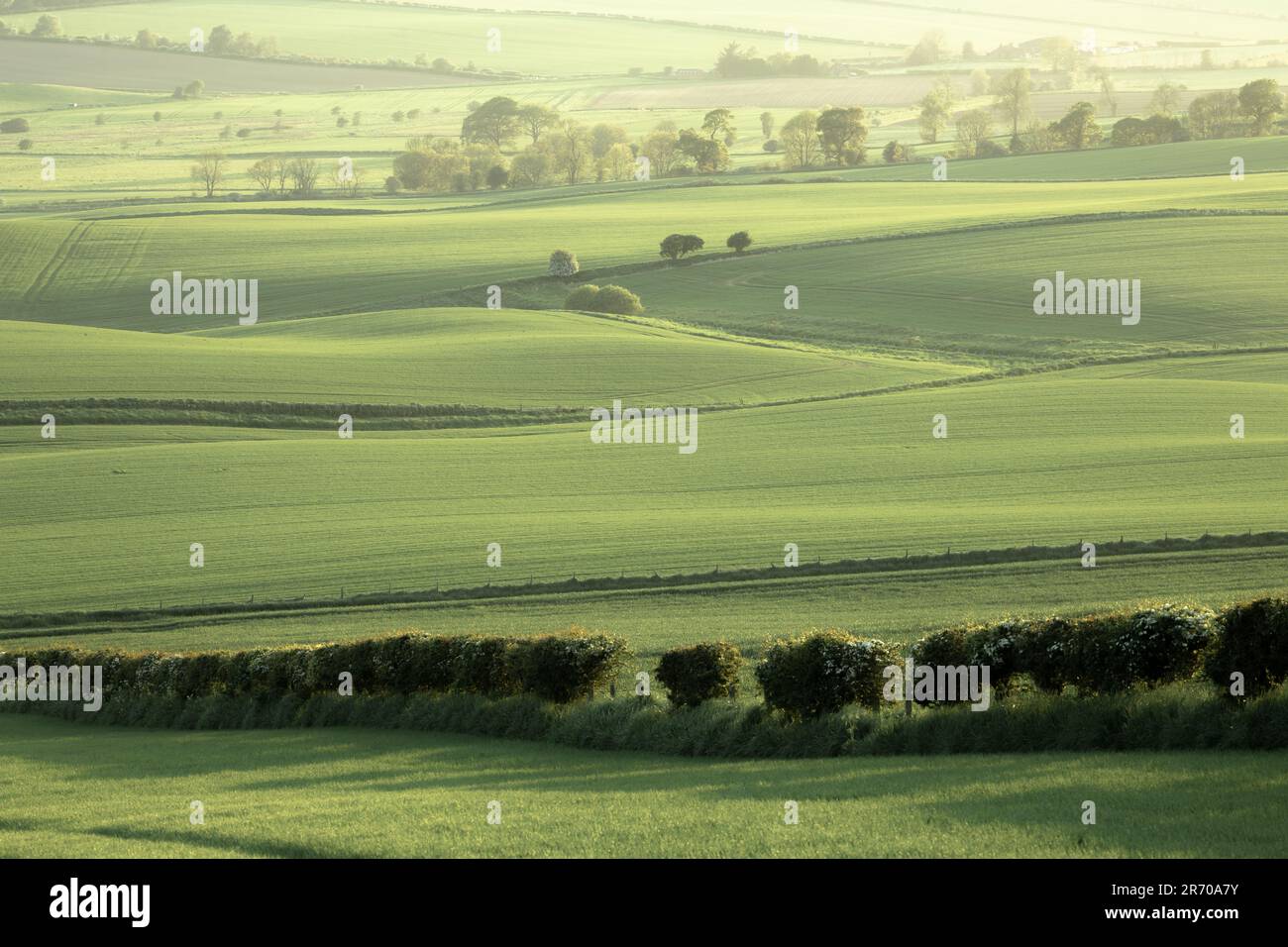 Scenic rolling landscape view of green pastoral farmland outside