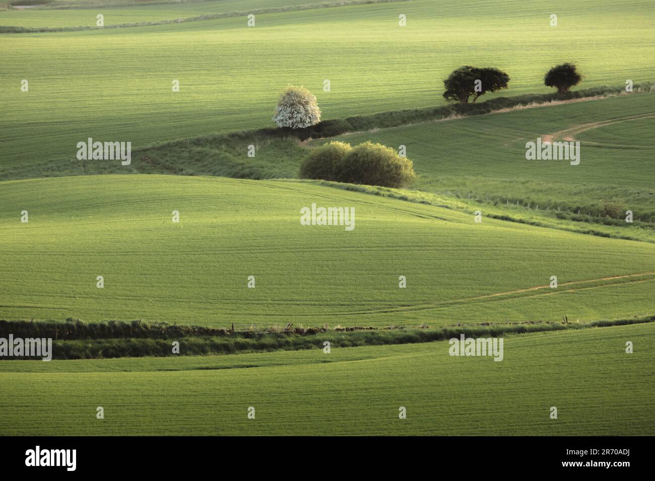 Scenic rolling landscape view of green pastoral farmland outside