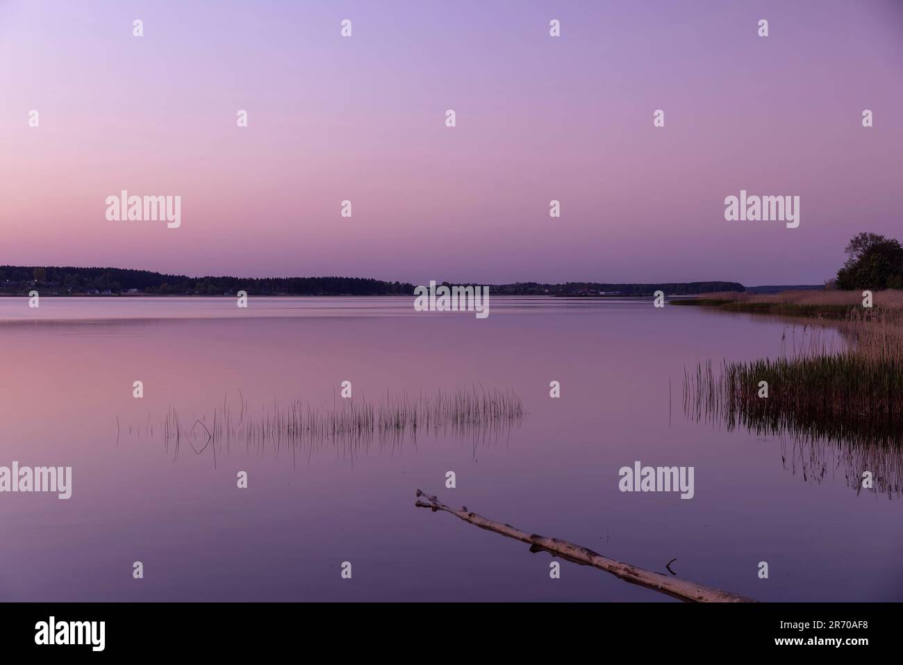 Evening river insects hi-res stock photography and images - Alamy