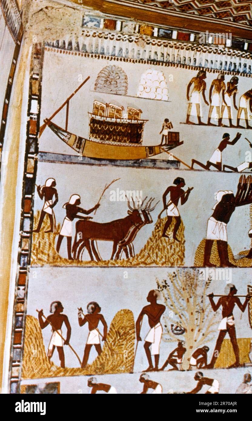 Luxor Egypt Valley of the Nobles Theban Tomb 69 (TT69) Tomb of Menna a Scribe's Tomb who was the Overseer of the Fields of Amun-Re Tomb Painting Depicting Grain Harvest Stock Photo