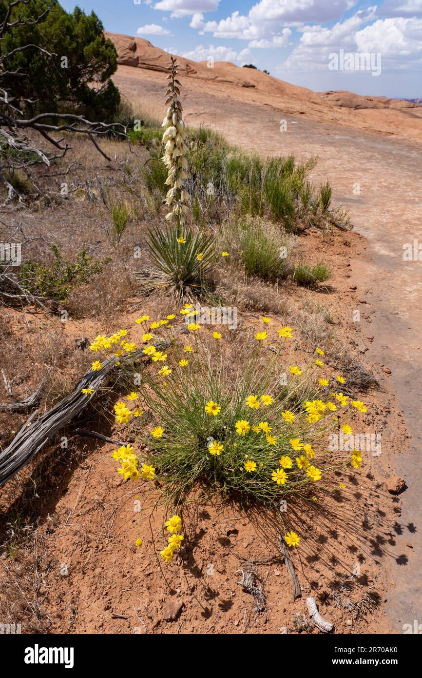 Stemless Four-Nerve Daisy, Tetraneuris acaulis, and Harriman's Yucca, Yucca herrimaniea, in bloom near Moab, Utah. Stock Photo