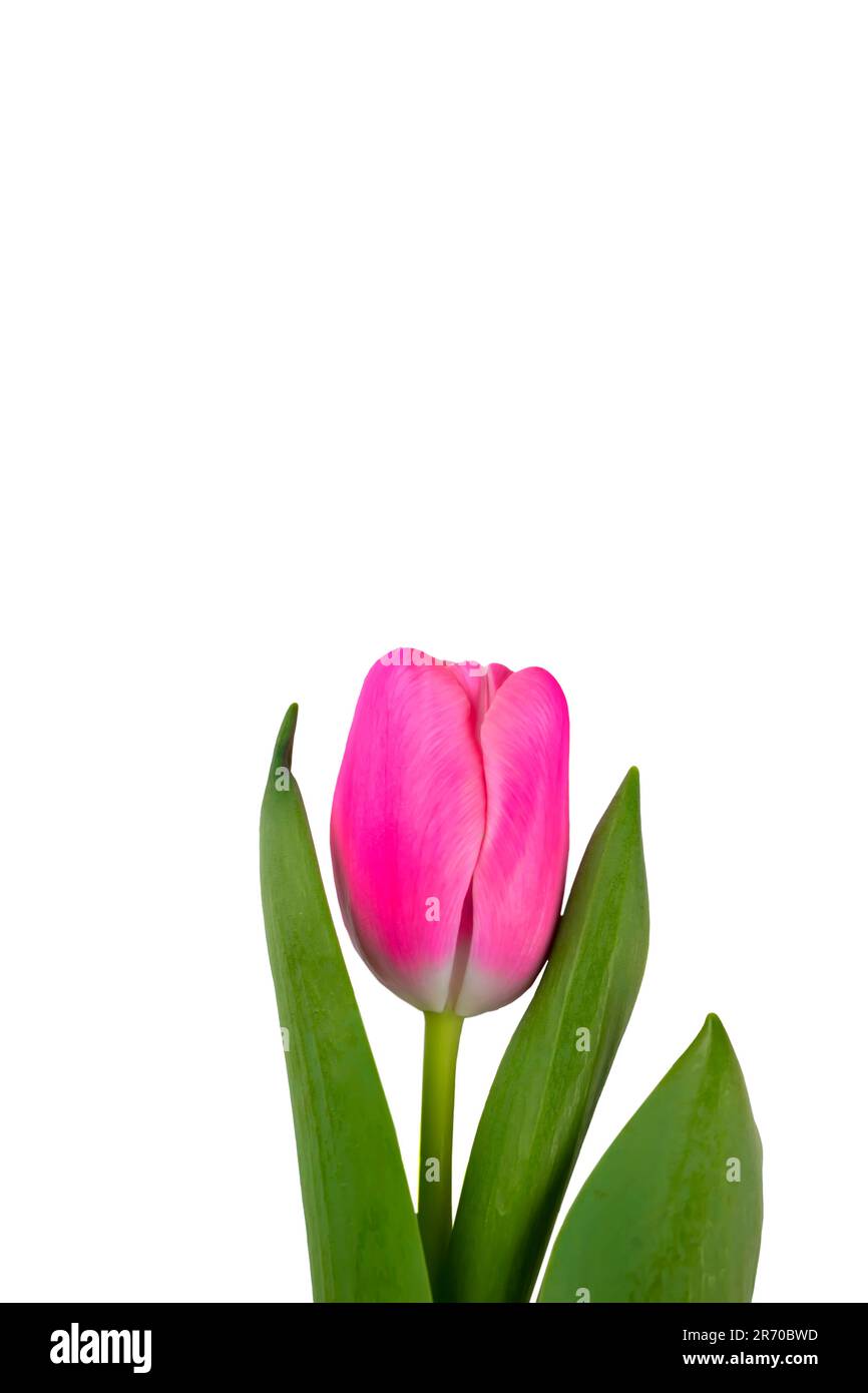Pink tulip isolated on white background Stock Photo - Alamy
